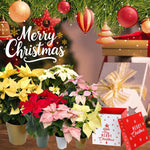 2 Multi Varieties Poinsettia Plants Live, Pink Red Poinsettia Flowers for Holiday Christmas Gift, Decoration Houseplant 5-10" in Tall, No Pot