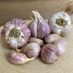 4 XL Size Purple Garlic Bulbs for Planting Outdoors, 0.5 Pound About 4-5 Bulbs Heirloom Garlic for Fall Planting