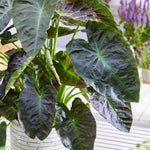 Colocasia Elephant Ears Live Plant, Alocasia Plant, Esculenta Taro Live Houseplant, 5-7 Inc Tall (Dark Leaf, Gren Stem)