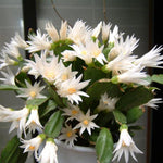 Easter Cactus Plants Live, Vibrant Color, Size 5-9" in Tall, No Pot, Spring Bloom Housplant Indoor Outdoor Succulent Cacti (White)
