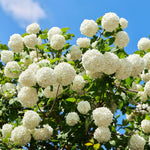 Old Fashion Snowball Viburnum Live Shrub Plant, 6 to 12 Inch Tall White Viburnum Bush in Pot, Hardy Flowering Viburnum for Garden