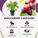 Serviceberry Live Plant, Berry Bush Plant, 1-2 Ft Tall