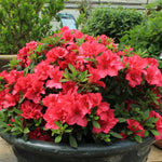 Red Azalea Live Plant, Rhododendron Flowering Shrub for Outdoor Planting, 10 Inches Tall, Hardy Azalea Bush for Landscape and Garden