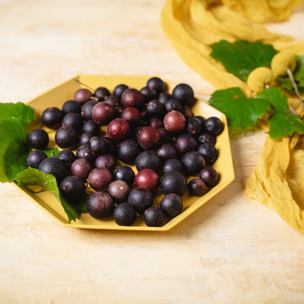 Grape Plant Live for Planting, Muscadine Grape Vines Live Plant for Gardening Outdoor, 5 to 7 Inc in Height