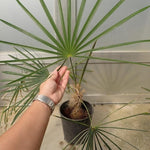 Live Palm Tree Plant in 3 Gallon Pot, No CA, Large Fully Rooted Size, Ready to Plant for Home Décor Indoor Outdoor Landscape, Rare Palm Trees, Old Palm