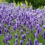 Pack 4 Provence Live Lavender Plants for Outside, Blue Purple Lavender Plants No Pot, 5-7" Tall Gardening Indoor Outdoor Spring Planting