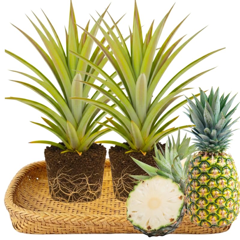 Set of 2 White Jade Pineapple Live Plants, 4-6" Tropical Pineapple Plants for Indoor Outdoor Growing, Patio Container Garden, No Pot, Fast-Growing