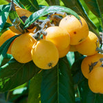 Loquat Tree Live Plant, Loquat Plant, 4 Inc Pot, Sweet Fruit Tree Garden
