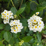 White Lantana Plants Live in 4 Inch Pot, Perennial Lantana Plants Live for Planting Outdoors Garden, 4-6 Inch Tall, Vibrant Flowers Colors