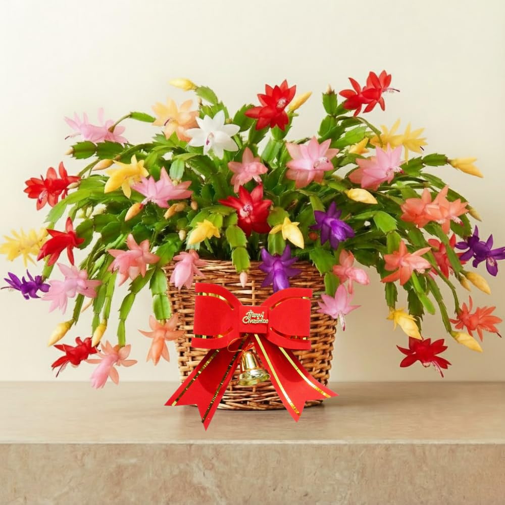 2 Mixed Christmas Cactus Plants, Thanksgiving Cactus 3-6 Inch Tall, Winter Succulents Flowers Container Hanging Basket Indoor Outdoor Planting