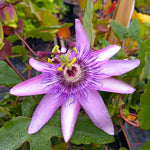 Lavender Passion Flower Plant Live, Passiflora Flowering Vine, Trailing Passion Flowers 4 to 8 Inch Tall