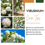 Old Snowball Viburnum Bushes Live Plant, Hardy White Viburnum Blooming Shrub 4 Inch Pot for Planting Outdoor