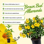 Set of 2 Yellow Allamanda Plant Live, Allamanda Plant, Ornamental Flowering Vine Plants for Outdoor Gardens, No Pot