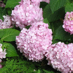 Hydrangea Plant Live Tree, Blue Purple to Pink Color Bloom, 5-10" Well-Rooted Hydrangea Shrub Bush for House Planting Outdoor, Dormant