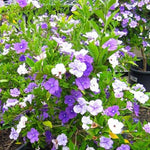 Sets 2 Change Color Live Brunfelsia Plants 5-8" Tall - Yesterday Today Tomorrow Flowering Shrub for Indoor and Outdoor, Multi-Colored Flowers