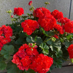 Live Geranium Plants, 3 Red Geranium Flower Plants, Gernanium Plant Live, 4 to 6 Inches Long, Geranium Live Plants, Geranium Starter Plant, 3 Red Flower Live Plants