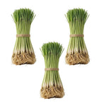 10 Lemon Grass Stalks Plants for Outside Live, Bare Root Lemongrass Plants Live Fresh Well-Rooted, Lemongrass Herb