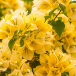 2 Bougainvillea Live Plants, Tropical Bougainvillea Flowering Vine, Fast Growing Outdoor and Container Plant, 4-8'' Tall (Yellow Blooms)