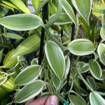 Fast Growing Vanilla Bean Orchid Live Plant, Variegated Fragrant Beans Vanilla Starter Plant, 3 to 7 Inches in Tall, Rare Plant Outdoor Indoor