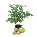 Pink Guava Plant, Sweet Guava Tree Live Plant for Edible Fruits and Tropical Landscaping, 10 Inc Tall