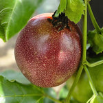 Purple Passion Fruit Plant Live 1.5-2 Feet Tall, Passiflora Edible Fruit Vine in Gallon Pot, Tropical Climbing Plant for Trellis, Garden or Patio