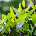 2 Bay Leaf Tree Plants Live, Laurus Nobilis Plant, Bay Laurel Sweet Bay Plants, 5 to 7 Inc