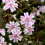 2 Pink White Creeping Phlox Plants Live, Ornamental Phlox Flowering Groundcover for Garden and Borders, 4 to 8 Inch Tall