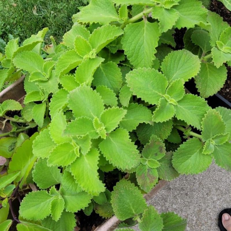 Green Cuban Oregano Live Plant in 4 inch Pot, Herb Oregano Plants Live Potted for Planting