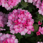 Pack 6 Pink Perennial Verbena Plants, Pink Verbena Live Plants, Verbena Flower Trailing Plants Live for Planting, Pink Verbena Plants in Zones 7 to 11