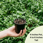 Bhut Jolokia Pepper Plants Live for Planting, Red Pepper Seedlings from 4 to 6 Inches Tall, Starter Plant for Vegetable Garden, 2 Plant Per Pot
