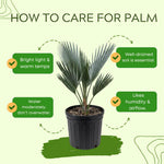 Palm Tree Live Plant, Fully Rooted in 3 Gallon Pot, Rare Tropical Plant Live for Indoor or Outdoor Growing, Silver Blue