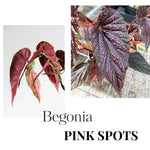 Set of 2 Begonia Angel Wing Maculata Live Plants, 5-9 Inch Tall, Pink Spot Polka Dot Begonia for Home and Garden Decor