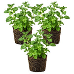 Set 3 Live Oregano Plant 4-6 Inches Tall, Oregano Herb for Gardening, Easy Care, Fast Growing