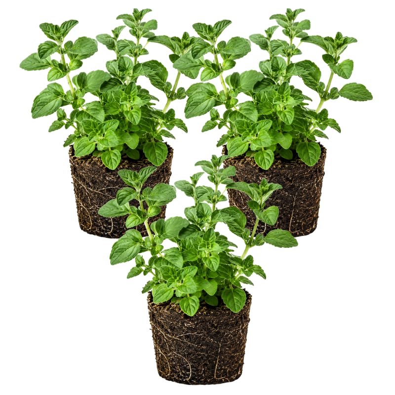 Set 3 Live Oregano Plant 4-6 Inches Tall, Oregano Herb for Gardening, Easy Care, Fast Growing