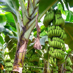 Banana Plant Live, Dwarf Cavendish Banana Tree Live Plant, Hardy Banana Fruit Seedling 4 to 8 Inch Tall, Indoor Outdoor