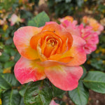 Rose Live Plant, Roses Flower Plant, Fragrant Flower for Planting, 4-6 Inches Tall, Bush Shrub Plants, Well Rooted, Ready to Grow (Orange Rose)