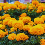 Orange Marigolds Live Plant, Marigold Plant Live, 6 to 8 Inc Tall, Yellow Blooms Spring Flower Plant