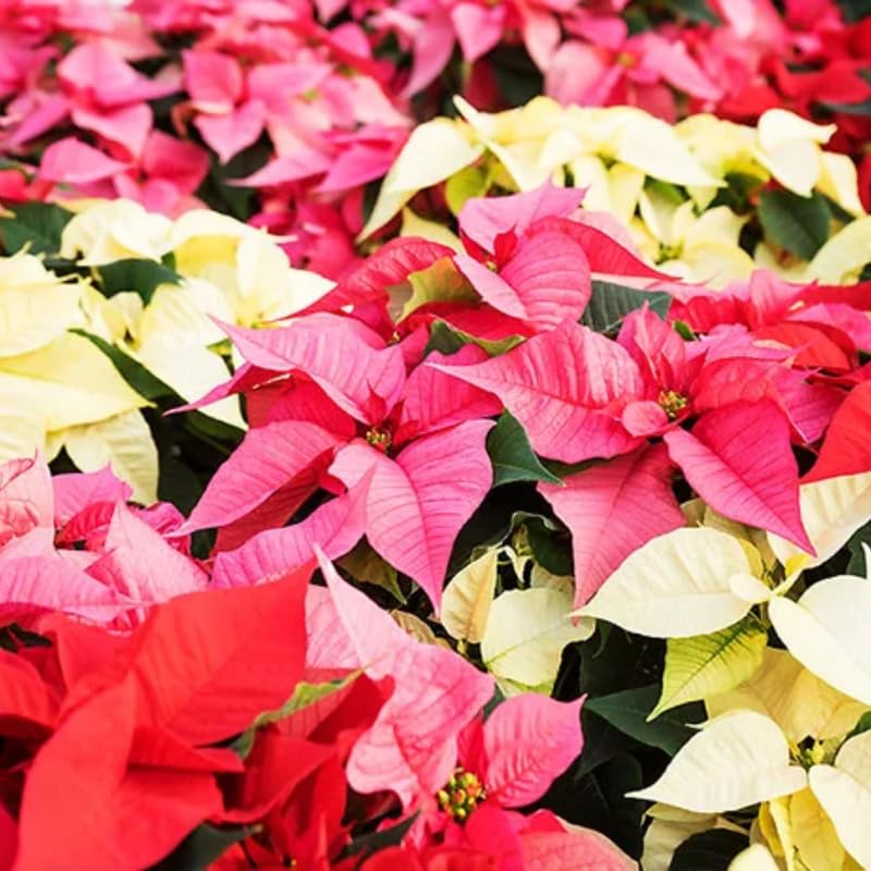 2 Multi Varieties Poinsettia Plants Live, Random Poinsettia Flowers for Holiday Christmas Gift, Decoration Houseplant 5-10" in Tall, No Pot