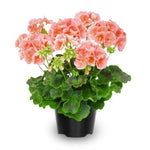 2 Salmon Geranium Plants Live, Live Geranium Plants, 5 to 8 Inches Tall Live Plants, Geranium Flower Plant, Geranium Live Plants Indoor Garden Outdoor