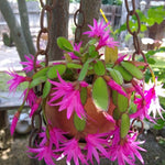 Easter Cactus Live Plant, Vibrant Blooming Cactus for Indoor Outdoor Gardens, 4-8'' Tall, No Pot (Pink Blooms)