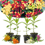 4 Assorted Milkweed Plants Live, Butterfly Milkweed Asclepias Tuberosa, Tropical-Style Blooms for Outdoor Gardens, 4-9" Height, No Pot