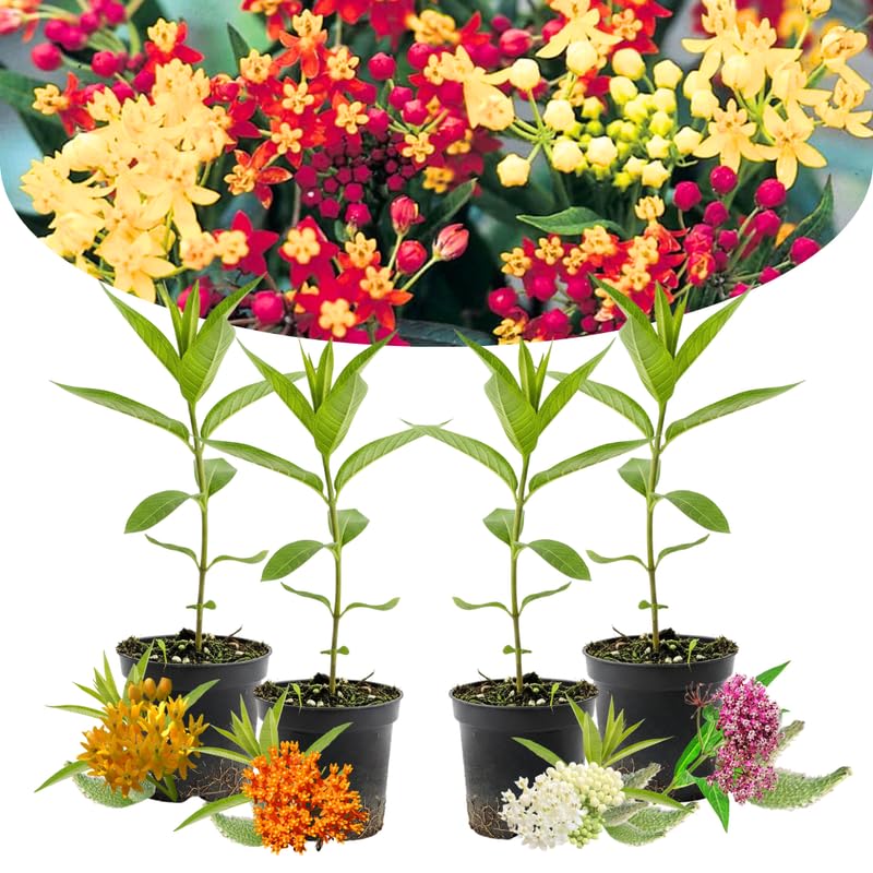 4 Assorted Milkweed Plants Live, Butterfly Milkweed Asclepias Tuberosa, Tropical-Style Blooms for Outdoor Gardens, 4-9" Height, No Pot