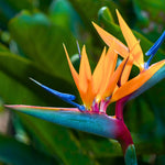 Set 2 Orange Bird of Paradise Live Plants, Tropical Indoor and Outdoor Ornamental Plant, 4-7 Inch Tall Well Rooted
