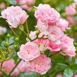 New Dawn Climbing Rose Live Plant Well Rooted, No Leaf, Ready to Plant Indoor Outdoor, Climber Rose Bush, Hybrid Tea Rose Like, Very Fragrant, Long Bloomer (Light Pink)