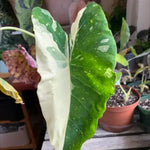 Colocasia Elephant Ears Live Plant, Alocasia Plant, Esculenta Taro Live Houseplant, 5-7 Inc Tall (Bicolor)