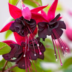 2 Black Fuchsia Live Plants 4-7'' Tall, Hardy Hanging Basket Flower Plant, Shade Loving Blooming Fuchsia Starter Plants