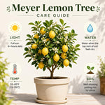 Grafted Meyer Lemon Tree Live 1.5-2 Ft Tall, Citrus Fruit Tree for Patio Containers, Backyard and Indoor Growing, Fruit Bearing Lemon Trees