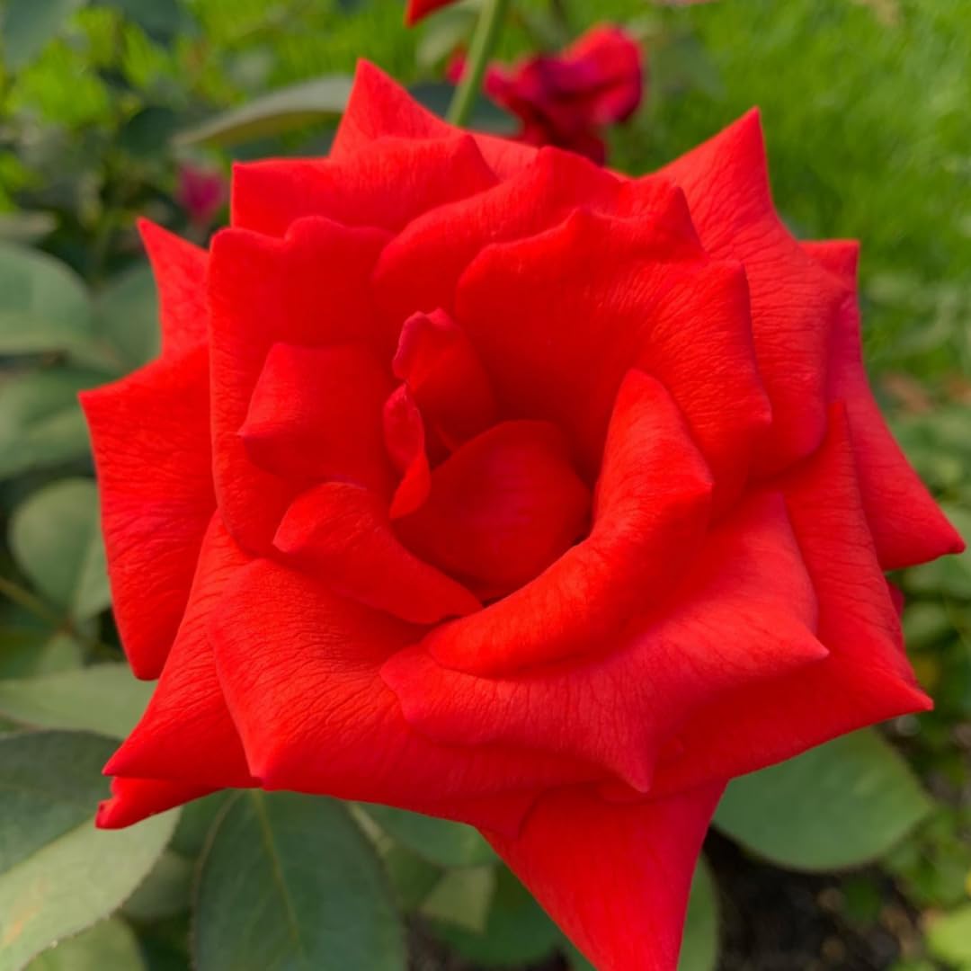 Climbing Roses Live Plants, Rose Bushes Ready to Planting, No Pot, Cut Back, Well Rooted, 6-8 Months Old (Red)