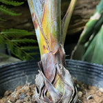 Live Palm Tree Plant in 3 Gallon Pot, No CA, Large Fully Rooted Size, Ready to Plant for Home Décor Indoor Outdoor Landscape, Rare Palm Trees, Latan Palm