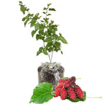 Mulberry Plant Live for Planting 5 to 8 Inch Tall, Sweet Mulberry Fruit Tree, Mulberries Seedling (Red Mulberry)